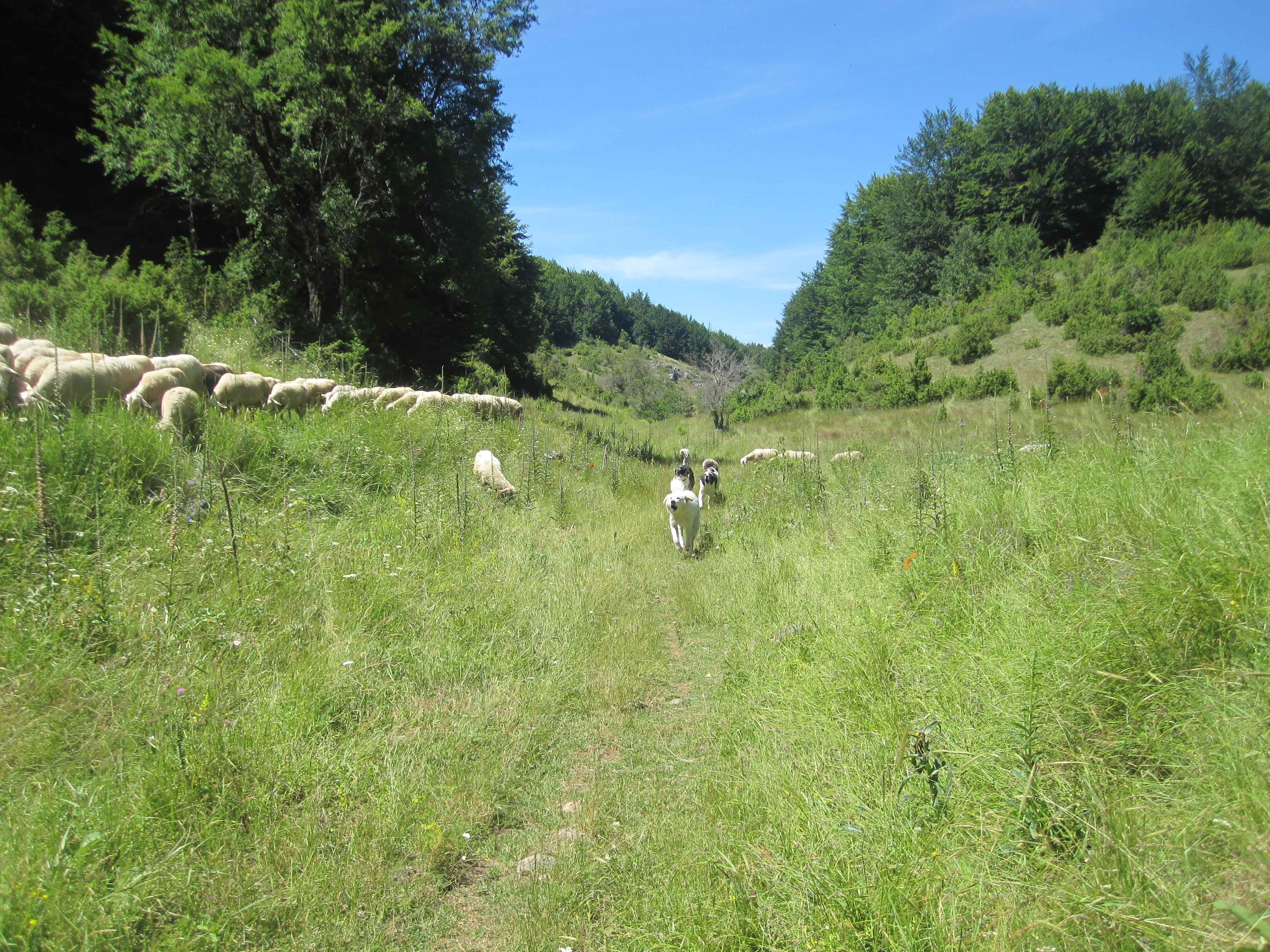 DV-087-Elshani-Konjsko-hike