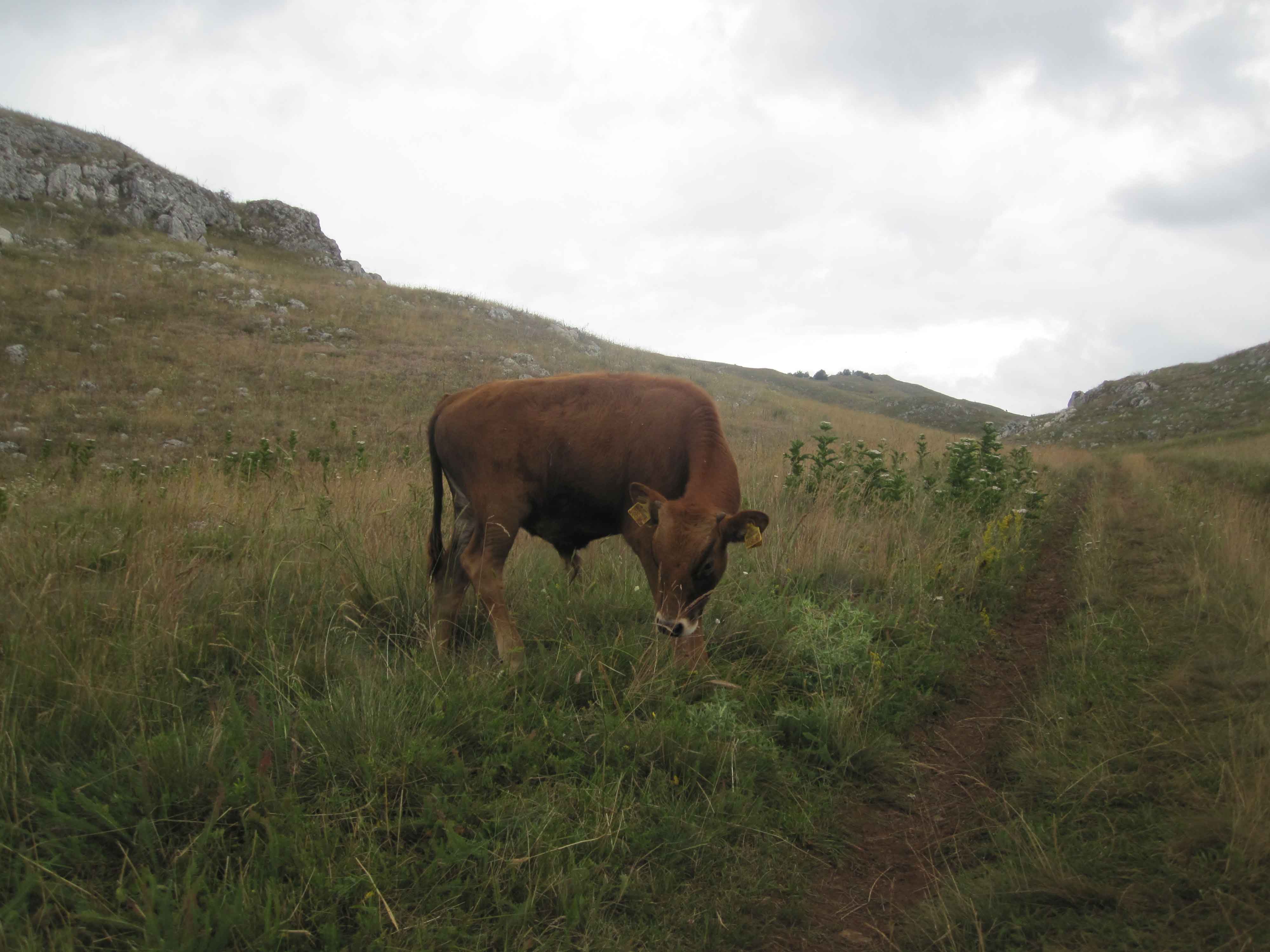 Cow in Galicica National Park