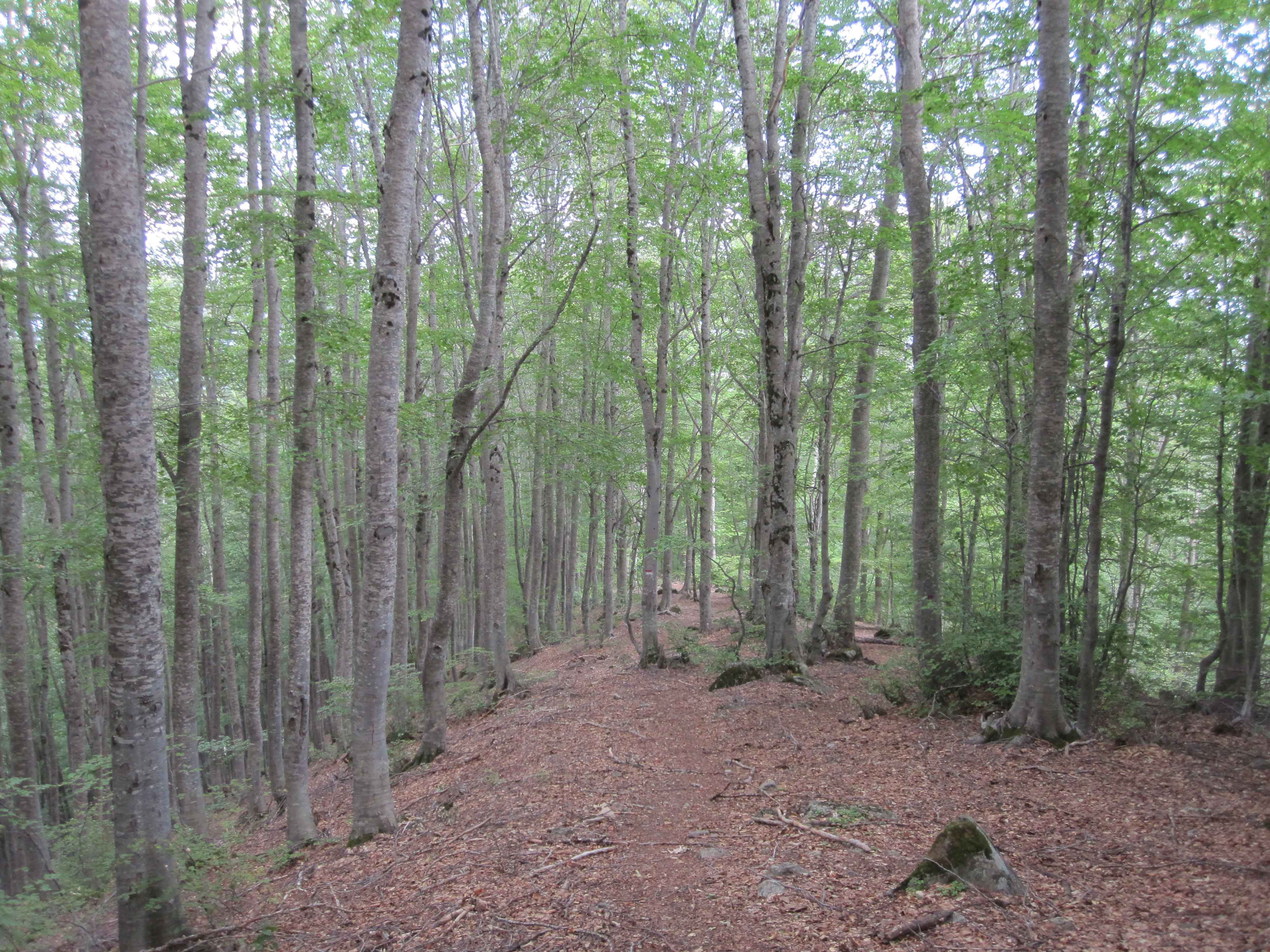 Descent though the forest during Vevchani hike