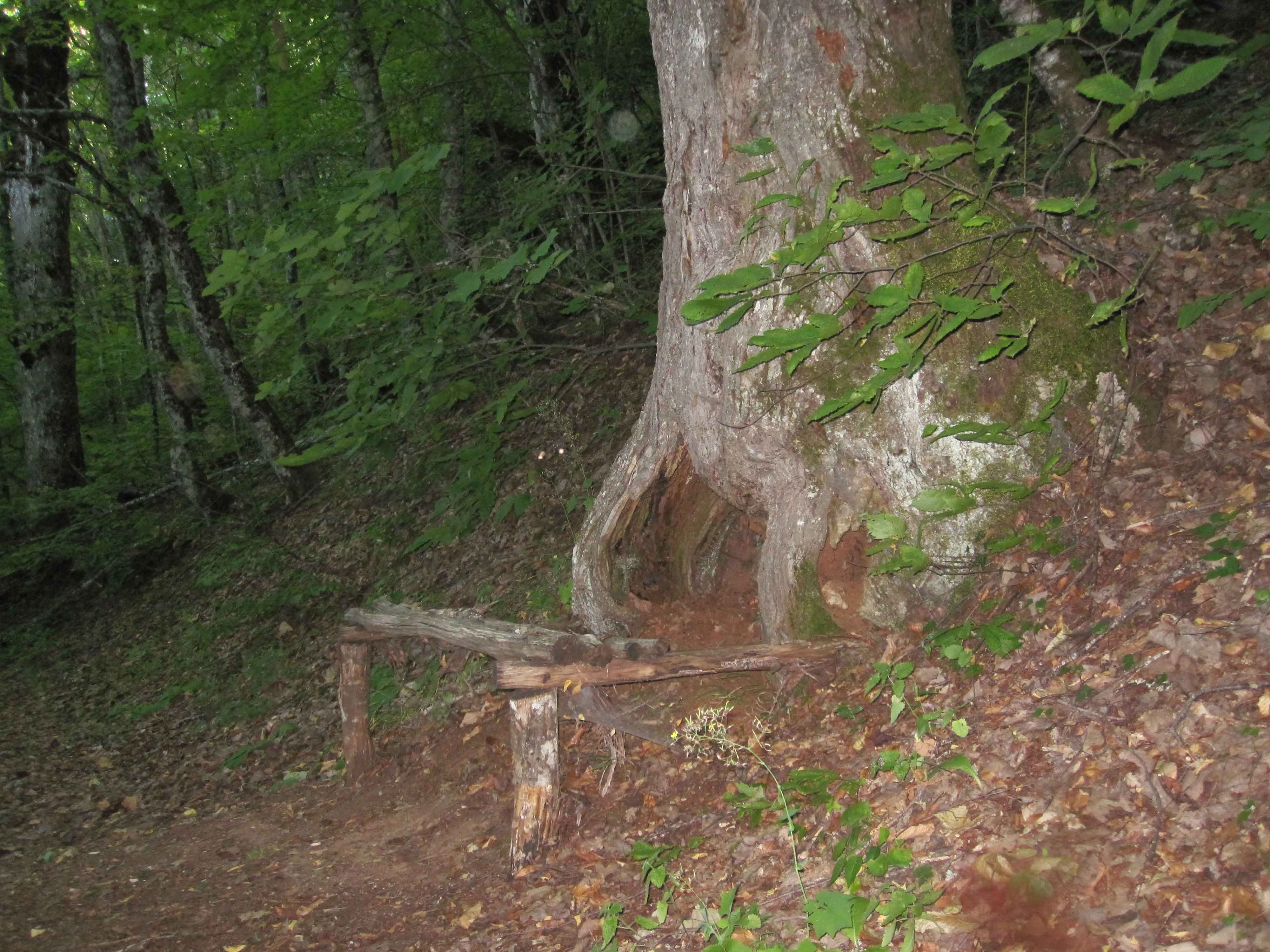 Trail to the Monastery of St Spas through the forest near Vevchani