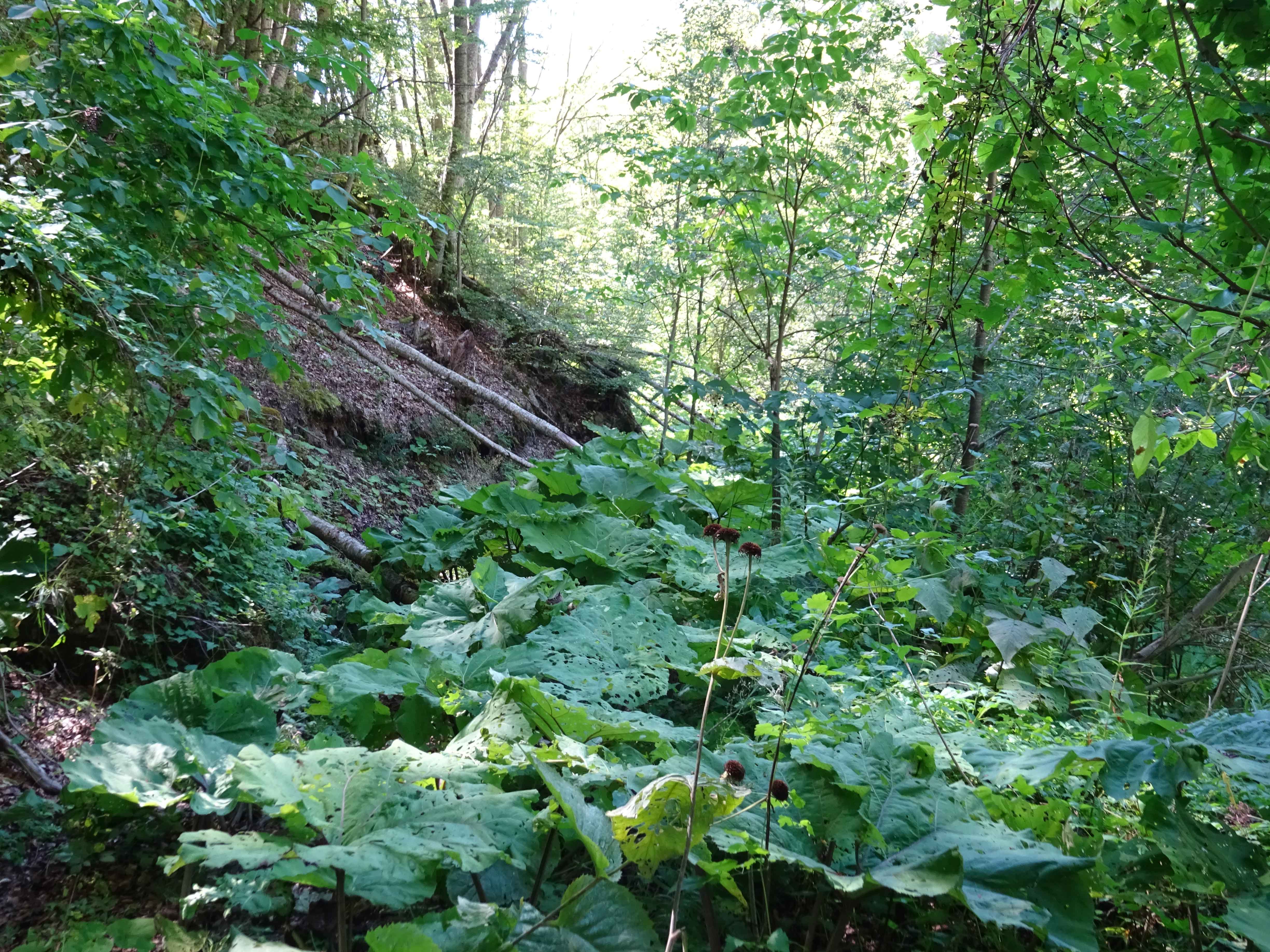 Trail to the Alilica Cave in Mavrovo National Park