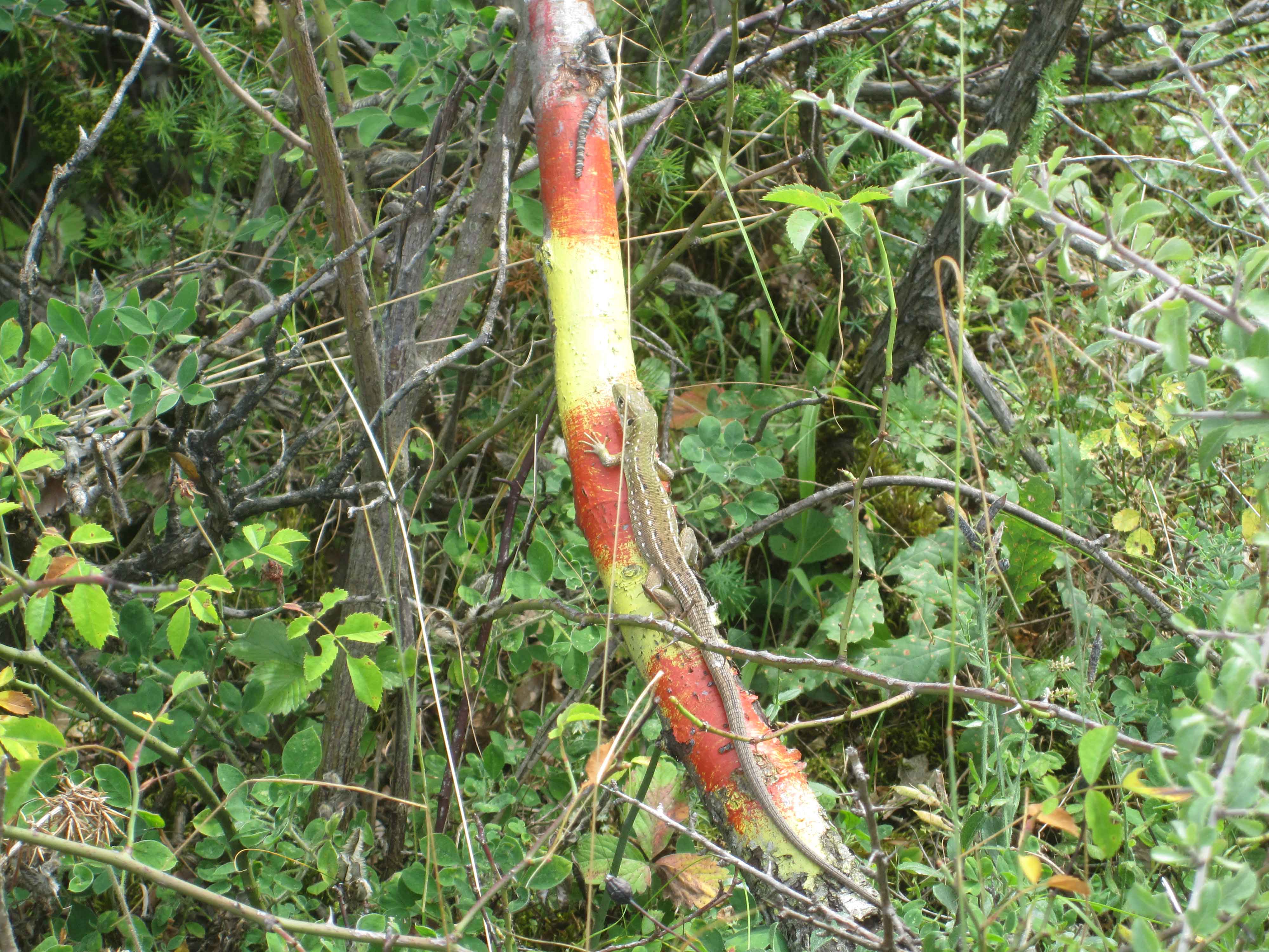 Mount Vodno to Lake Matka hike marking of the trail