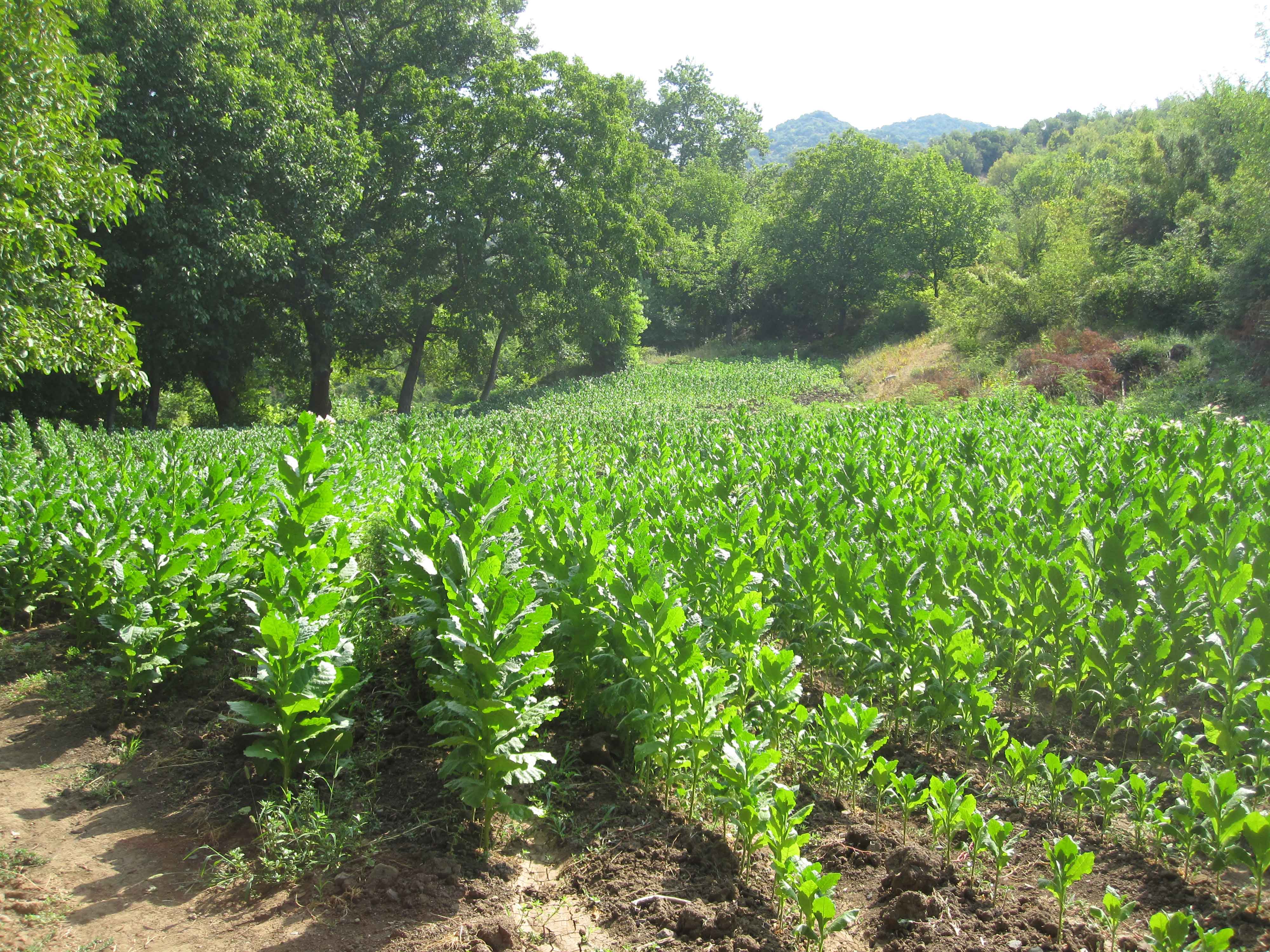 Tobacco field during Demir Kapija to Koreshnica hike