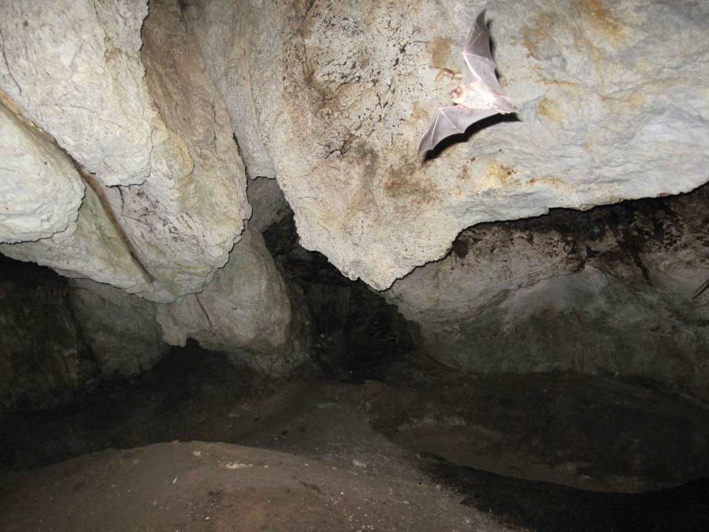 Bat in Jaorec cave in Velmej