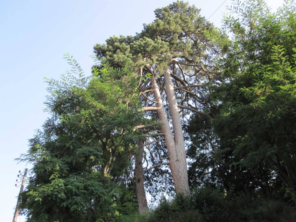 Old Pine Trees in Kratovo