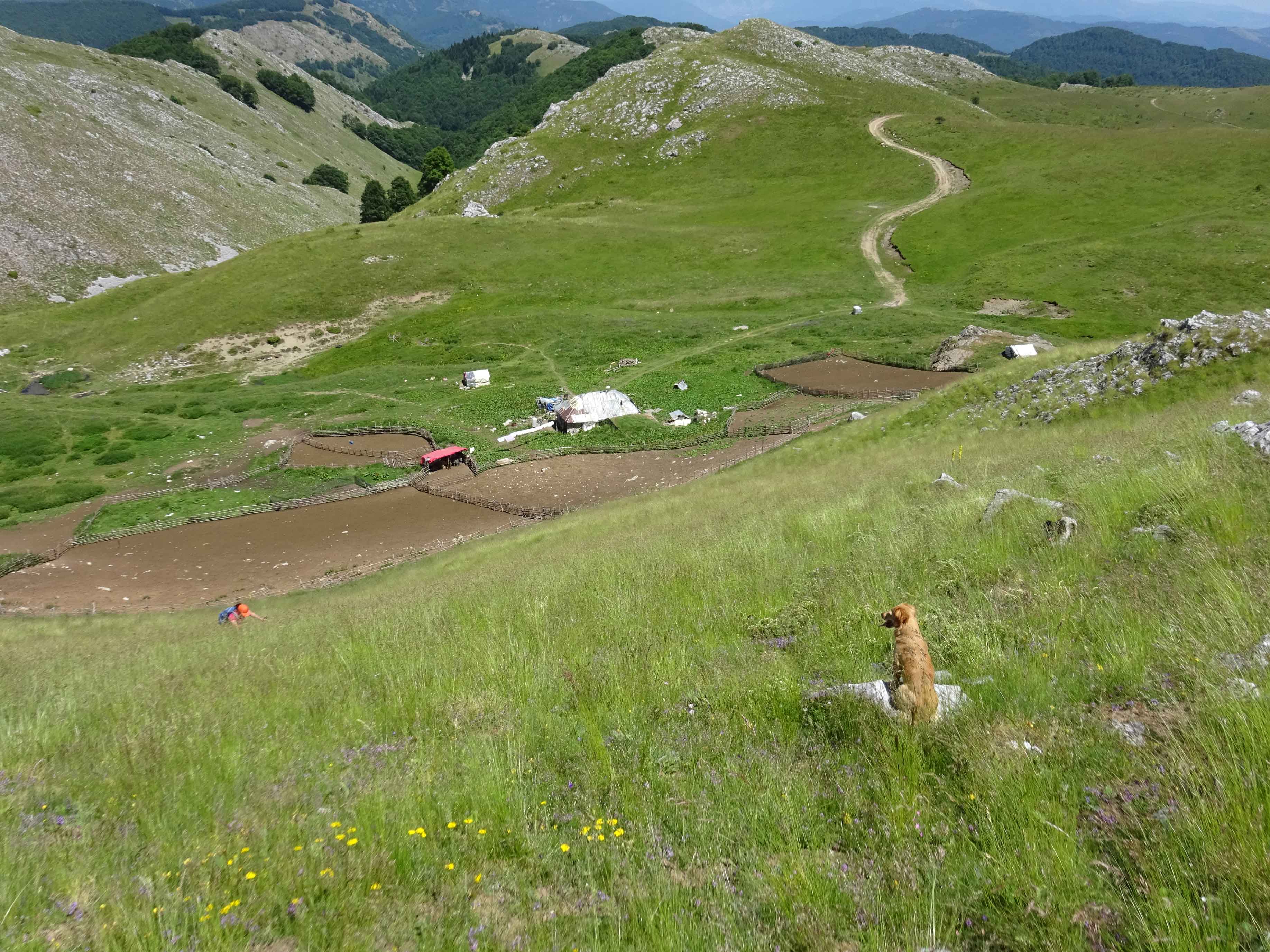 Sheep farm Gari Krsiser hike near Mavrovo National Park