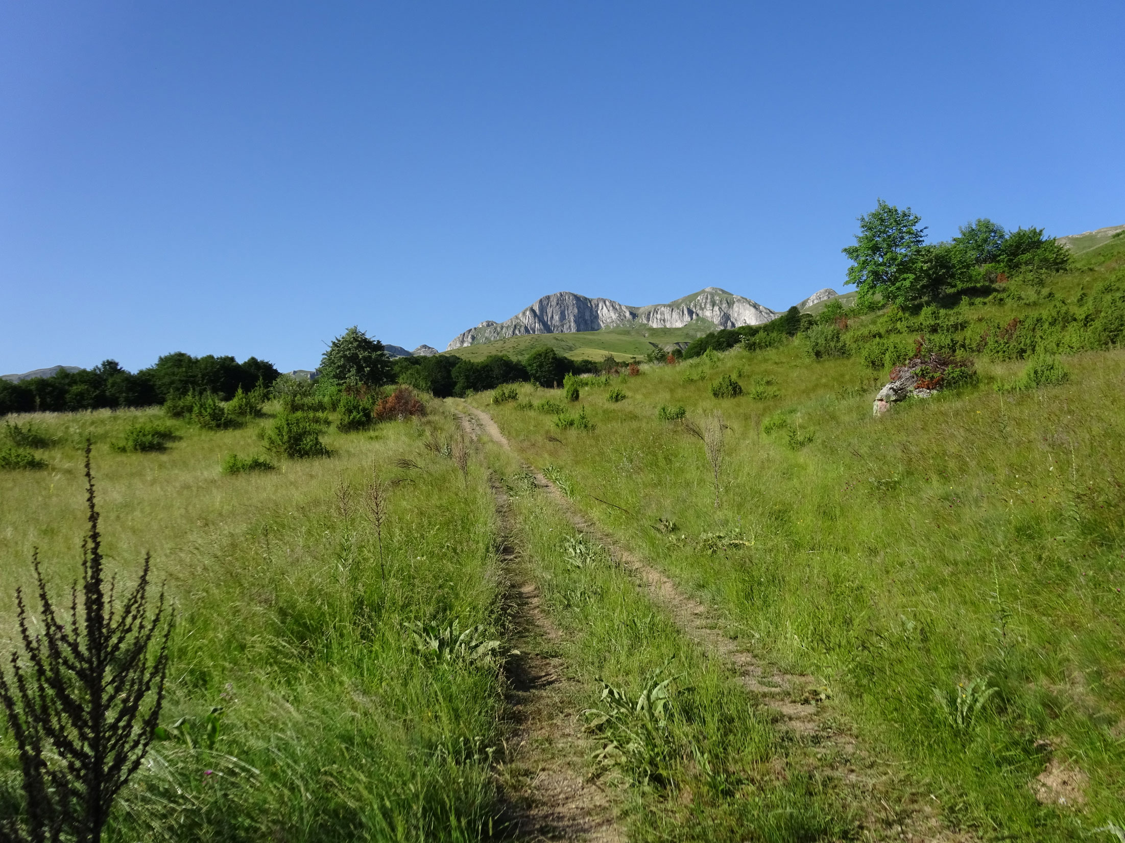 Gari to Golem Rid Bik Doruk Babin Srt