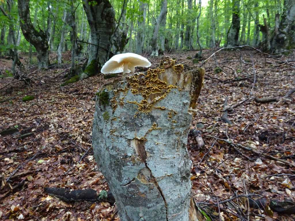 Hiking North Macedonia