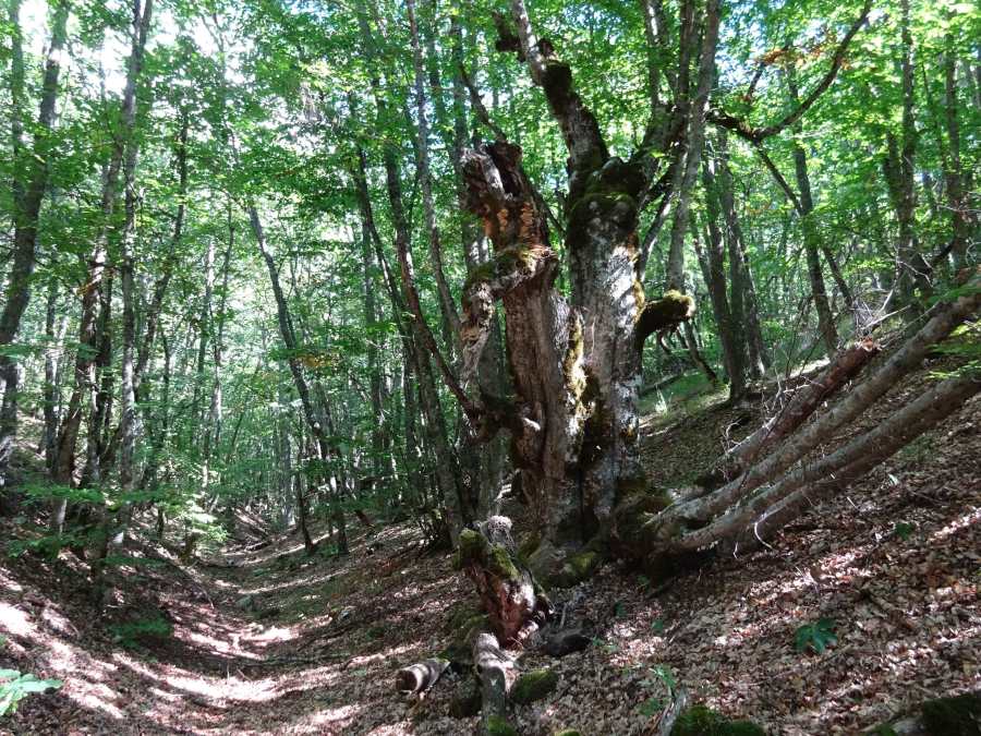 Hiking North Macedonia Ohrid Galicica National Park