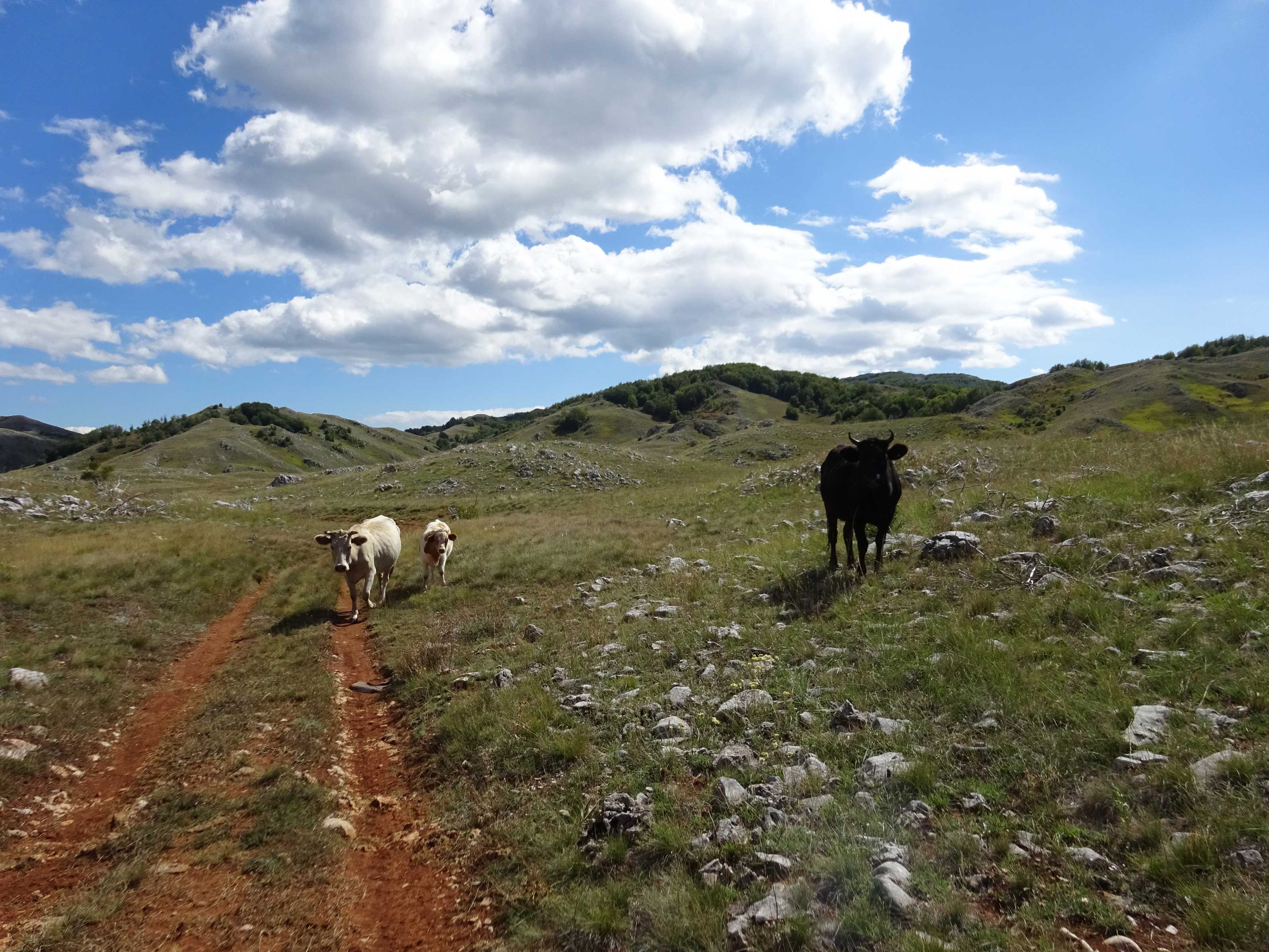 Hiking North Macedonia Ohrid Galicica National Park