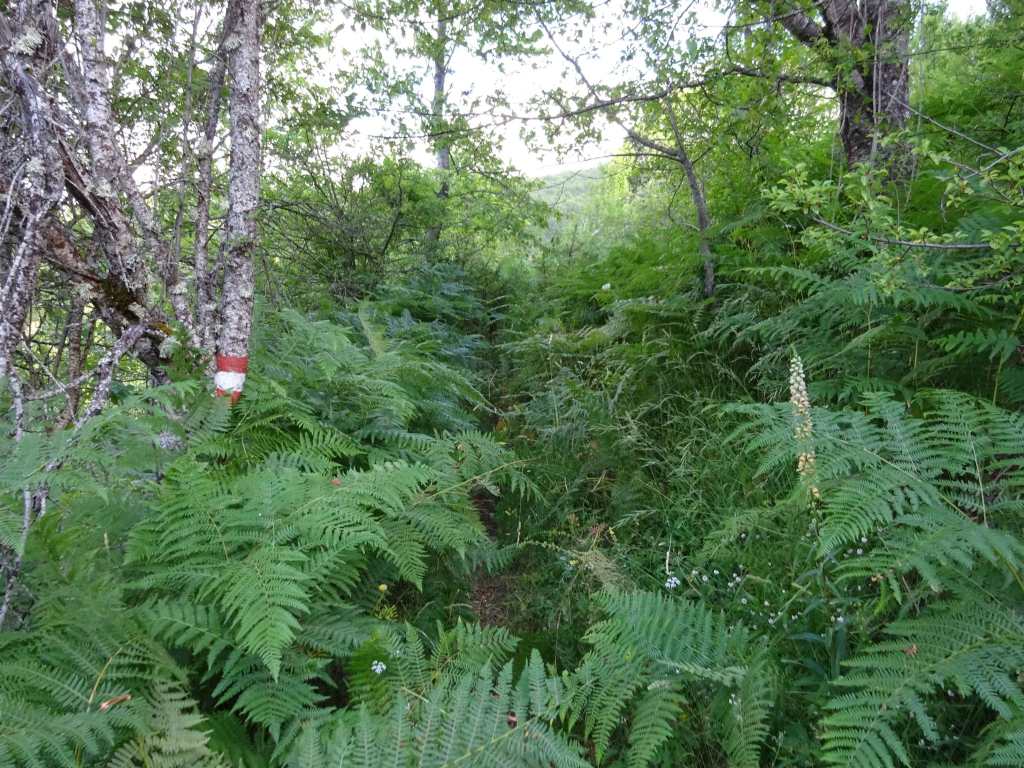 Hiking North Macedonia Mavrovo National Park