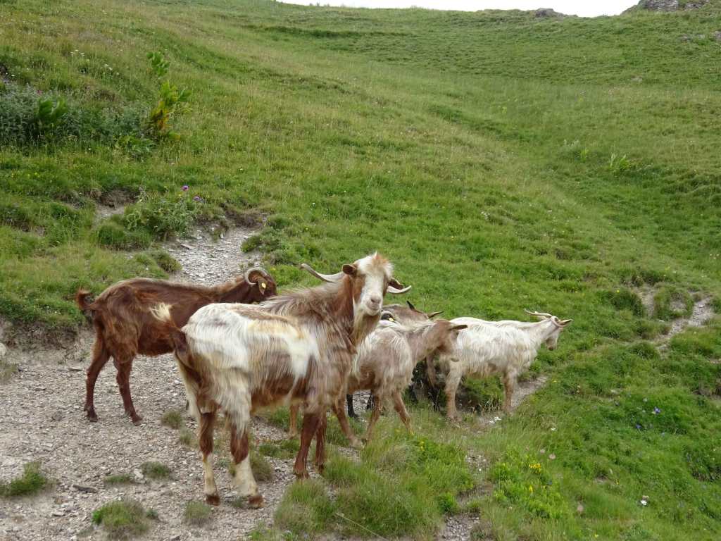 Hiking North Macedonia Mavrovo National Park