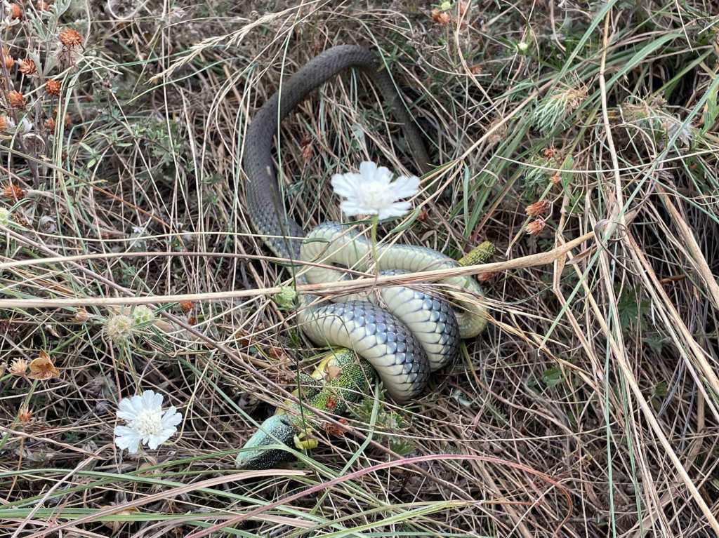 Hiking North Macedonia